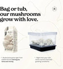 Lion's Mane Mushroom Grow Kit | Grow Your Own Fresh Gourmet Mushrooms at Home | Edible Indoor Mushroom Growing Kits Great Gift by GreenHaven Gardens