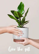 LE TAUCI Ceramic Plant Pots with Drainage Holes, Set of 3, 8+6.7+5.5 Inch Stripe Garden Planter Pots for Outdoor Indoor Plants Flower, Round Succulent Orchid Flower Pot, Reactive Glaze White by GreenHaven Gardens