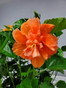 Hibiscus Bush - Double Peach Flowering Plant Live - Overall Height 26" to 28" - Tropical Plants of Florida (Plant Only) by GreenHaven Gardens