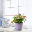 EFISPSS Flower Planter –5 inch Ceramic Plant Pots with Drainage Holes and Ceramic Tray - Gardening Home Desktop Office Windowsill Decoration Gift Set of 4 - Purple by GreenHaven Gardens