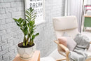 Premium Zamioculcas Plant Potting Mix - Crafted for Resilient Growth and Striking Elegance - 1 Quart by GreenHaven Gardens