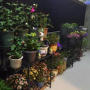 Zhongma 3 Tier Sturdy Plant Stand Space-Saving Heavy Duty Plant Holder for Home Indoor and Outdoor, L35.43 xW17.32 x H39.37 inch, 660 LBS Capacity & Heavy Duty Construction. … by GreenHaven Gardens