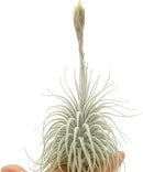 Live air Plant - Tillandsia Tectorum Air Plant 4-6" – 1ct – Unique Shape with Silvery Fuzz – Low Maintenance Houseplant – Perfect for Decor, Terrariums, Gifts - Live Arrival Guaranteed by GreenHaven Gardens