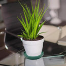 2 Pack Ceramic Plant Saucer Pot Tray 8 Inch, Planter Saucers 4 5 6 7 8 9 10 11 12 Inch for Indoors Outdoor, Durable Sturdy Flower Drainage Tray for Glazed Pots Base (8.5 Inch Green) by GreenHaven Gardens