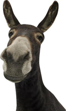 Funny Donkey Wall Decals - Peel and Stick Cute Window Stickers, Removable Vinyl Farmhouse Decor, Weird Gifts for Friends by CozyNest Decor