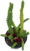 BubbleBlooms Huernia Red Dragon Stapelia Cactus/Huernia penzigii, in 4 inch Pot by GreenHaven Gardens