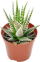 Live Succulents Haworthia fasciata 'Big Band' (4-inch), Succulent Plants Fully Rooted in Pots with Soil, Easy-Care House Plant for DIY, Home Office Decor, Wedding Party Favor by GreenHaven Gardens