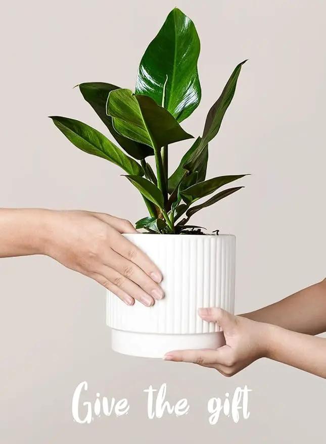 LE TAUCI Ceramic Pots for Plants, 8+6.7+5.5 Inch Plant Pots Indoor, Flower Pot with Drainage Holes, Medium Cylinder Planters for Indoor House Plants, Set of 3, White, photo 4 of 7
