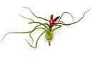 Air Plants - Flowering Tillandsia Bulbosa Belize, Giant 7-9" - 5ct - Live Arrival Guaranteed - House Plants for Home Decor & Gift by GreenHaven Gardens