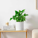 vancasso Ceramic Plant Pots, 6.25 Inch Ceramic Pot for Plants, Planters Pots for Indoor Plants with Drainage Holes, Flower Pot for Indoor House Plant, White by CozyNest Decor