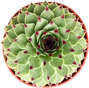 4-inch Succulent Sempervivum calcareum, Live Succulents Plants Fully Rooted in Pots with Soil, Easy-Care House Plants for DIY, Home Office Decoration by GreenHaven Gardens