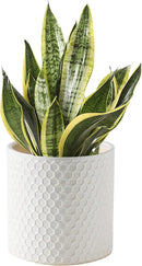 Docrin Ceramic Planters Indoor: 8 Inch Plant Pot with Drainage Holes for Home/Office - White Honeycomb by GreenHaven Gardens