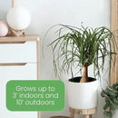American Plant Exchange Ponytail Palm – 10-Inch Pot – Live Large Bonsai Plant, Pet Safe Indoor Tree, Easy Care Air Purifying Houseplant for Home, Office, or Gift Decor by GreenHaven Gardens
