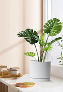 Aveyas 8 inch Ceramic Plant Pot with Drainage Hole and Saucer - Suitable for Indoor and Outdoor Use, Modern Planters for House Garden Flower Tree Snake Monstera Plants (8", Glossy White) by GreenHaven Gardens