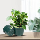 DAPERCI inches Nursery Pot Plant Grow Sturdy Flower pots in Bulk Price 20P Green by GreenHaven Gardens