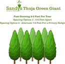 Thuja Green Giant Arborvitae Lot of 20, 3 Inch Pot by GreenHaven Gardens