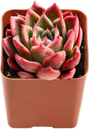 Live Succulent Echeveria Agavoides 'Calistos', Approx 2-inch Large, Potted Succulents, Fully Rooted, Easy Care House Plants by GreenHaven Gardens