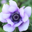 Easy to Grow Anemone Italian Mistral Plus Azzurro - 10 Plant Bulbs, Lavender-Blue Flowers in Spring, Full Sun by GreenHaven Gardens