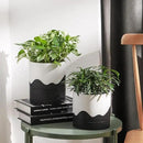 Nihow Self Watering Plant Pot: 6 Inch Ceramic Planter with Drainage Hole & Water Storage Plus for Indoor & Outdoor Plants - Cylinder Round Flower Pot for Succulent/Herbs/Violets - White & Wave Black by GreenHaven Gardens