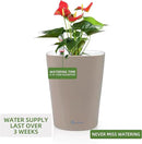 Dexceder 6x7 Self Watering Planter Indoor Outdoor, High Gloss Table Flower Plant Pot with Water Level Indicator (Taupe) by CozyNest Decor