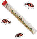 Insect Lore Bug Camp Bundle - Butterfly Kit with 5 Live Caterpillars, Ladybug Land with 1 Tube Live Larvae, Ant Mountain with 1 Tube Live Western Harvester Ants - Bonus Life Cycle Figurines & More by TinyTreasures Baby Boutique