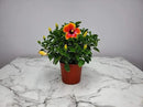 Hibiscus Bush - Fiesta Flower - Tropical Plants of Florida - Overall Height 22" to 26" (Plant Only) by GreenHaven Gardens