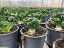 Premium Albuca Spiralis Potting Soil Mix - Perfect Balance of Nutrients, Drainage, and Aeration for Thriving Blooms - 3 Quart by GreenHaven Gardens
