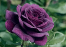 100pcs Pink Climbing Rose Vine Seeds - Amazing Growth and Beautiful Roses - Perennial Heirloom Non-GMO Outdoor by GreenHaven Gardens