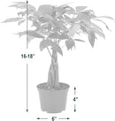 Arcadia Garden Products Money Tree Live Indoor Plant in 6 in. Plastic Grower Pot, Black *Sold by Amazon and Arcadia Garden Products* by GreenHaven Gardens