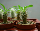 Madagascar Palm Potting Mix - Promote Strong Roots and Captivating Form with Our Premium Blend - 4 Quart by GreenHaven Gardens