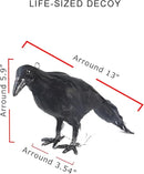 Hanging Dead Crows, 13 Inches Life-Size Raven, Realistic Handmade Fake Decoy for Garden Christmas Halloween Decorations [Face Up+Face Down+Stand] 2PC by GreenHaven Gardens