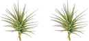 Air Plants - Flowering Tillandsia Lilla Lilac, Large 5" - 3ct - Live Arrival Guaranteed - House Plants for Home Decor & Gift by GreenHaven Gardens