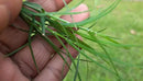 Brownie Brand Majestic Hulled Bermudagrass Seed | Premium Turf Grass for Dense, Drought-Resistant Lawns | Fast-Growing, Heat-Tolerant, Certified Seed for High-Traffic Areas. (25 Pound) by GreenHaven Gardens