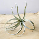 CHIVE Artificial Air Plants — Bulk Set of 5, Large — Ultra Realistic Fake Tillandsia Bromeliad Plants — Decorative Faux Succulents for Home & Office Decor — No Care Needed! by GreenHaven Gardens