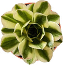 Live Succulents Aeonium 'Mbach' (4-inch), Succulent Plants Fully Rooted in Pots with Soil, Easy-Care House Plant for DIY, Home Office Decor, Wedding Party Favor by GreenHaven Gardens