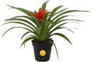 Costa Farms Bromeliad Live Plant, Live Indoor Flowering Plant, Houseplant Potted in Eco-Friendly Washable Paper Planter with Potting Soil Mix, Tabletop Room Decor, Grower's Choice, 12-Inches Tall by GreenHaven Gardens