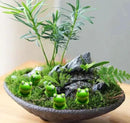 220 Pcs Mini Frog Figurines Miniature Resin Frogs,Mini Frogs Bulk Fairy Garden Moss Landscape Ornaments for Outdoor Decoration,Home Décor by GreenHaven Gardens