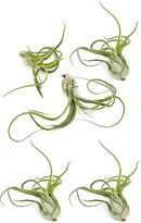 Air Plants - Flowering Tillandsia Caput Medusae, Large 5-7" - 5ct - Live Arrival Guaranteed - House Plants for Home Decor & Gift by GreenHaven Gardens