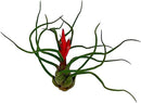 Air Plants - Flowering Tillandsia Bulbosa Guatemala, Large 3-5" - 1ct - Live Arrival Guaranteed - House Plants for Home Decor & Gift by GreenHaven Gardens