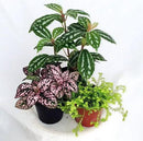 Terrarium and Fairy Garden Plants - 3 Plants in 2 inch pots by CozyNest Decor
