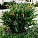 Bird of Paradise - Orange - Strelitzia Reginae. (4 Orange BoP in Cup) by GreenHaven Gardens