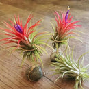 Red Tillandsia Air Plants Live, Set 20 Live Plant, Tillandsia Plants, Succulents Plant Live, Indoor and Outdoor House Plant by GreenHaven Gardens
