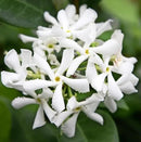 Star Jasmine/Confederate Jasmine - Trachelospermum Jasminoides. Live. Fragrant Flowers. (2 Plants in Sac) by GreenHaven Gardens