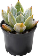 THE NEXT GARDENER.COM 2" Rare Succulent Echeveria Colorata x Laui, Live Succulents Plants Fully Rooted in Grower Pots, Unique Gift for Wedding Favor, Party Favor by GreenHaven Gardens
