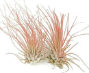 Thin Air Plant, Guatemala Tillandsia Live Airplant, Healthy Arrival Guaranteed, Great Indoor Plant, Home Decor & Gift (2 Peach) by GreenHaven Gardens