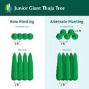 Brighter Blooms - Junior Giant Thuja Tree, 2-3 ft. - No Shipping to AZ by GreenHaven Gardens
