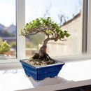 Bonsai Pots Shallow Succulent Planters for Live Bonsai Trees Set of 2, 6.3" Ceramic Pot for Succulents Indoor with Drainage Hole, Outdoor Cactus Plant Bonsai Pot，Ceramic Flower Pot by GreenHaven Gardens