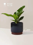 LE TAUCI Ceramic Plant Pots with Drainage Holes, Set of 3, 8+6.7+5.5 Inch Stripe Garden Planter Pots for Outdoor Indoor Plants Flower, Round Succulent Orchid Flower Pot, Reactive Glaze Black by GreenHaven Gardens