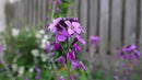Black Duck Brand Set of 100 Flower Seed Packets! Flower Seeds in Bulk - Best Value Seeds - Great for Classrooms, Beginner Gardeners and Kids! - Deluxe Varieties! (100) by GreenHaven Gardens