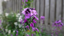 Set of 100 Assorted Valley Green Flower Seed Packets! Flower Seeds in Bulk - 20+ Varieties Included by GreenHaven Gardens